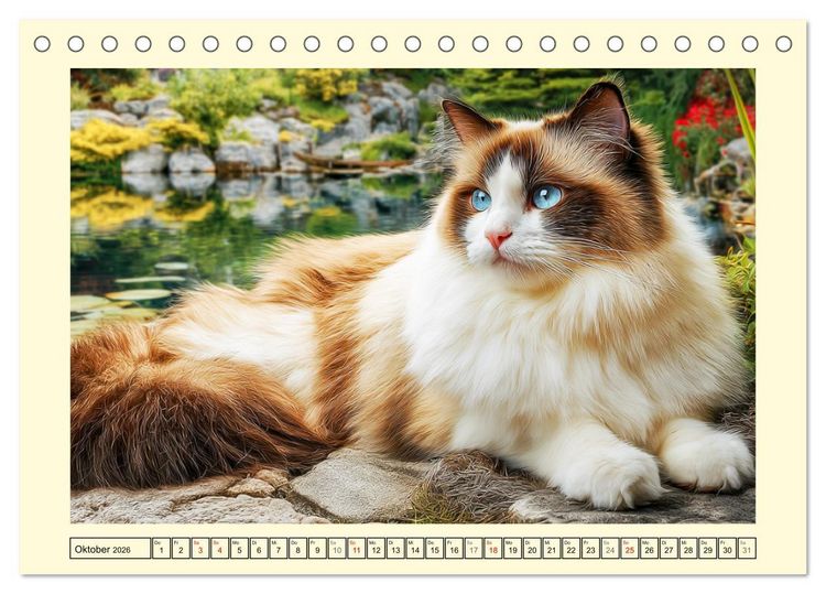 Produktbild: Liebliche Ragdolls. Katzen-Sch&ouml;nheiten in ihrer gr&uuml;nen Oase (Tischkalender 2026 DIN A5 quer), CALVENDO Monatskalender