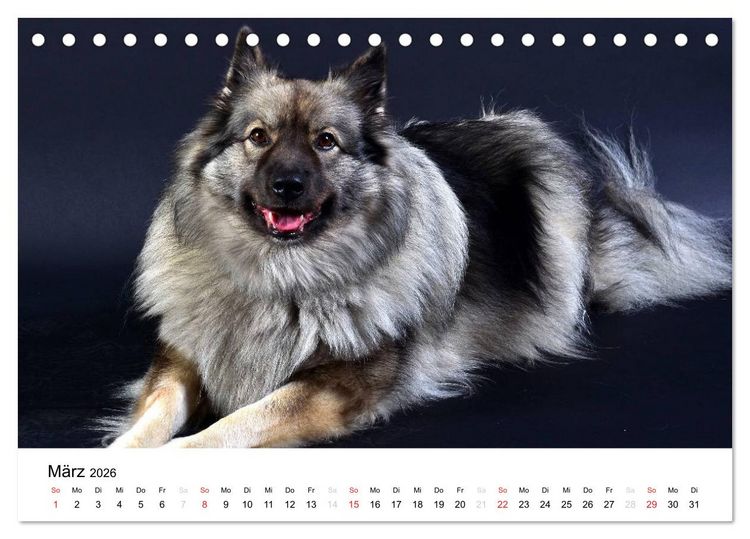 Produktbild: Der Wolfsspitz (Tischkalender 2026 DIN A5 quer), CALVENDO Monatskalender
