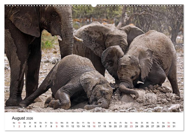 Produktbild: Namibias Elefanten (Wandkalender 2026 DIN A2 quer), CALVENDO Monatskalender