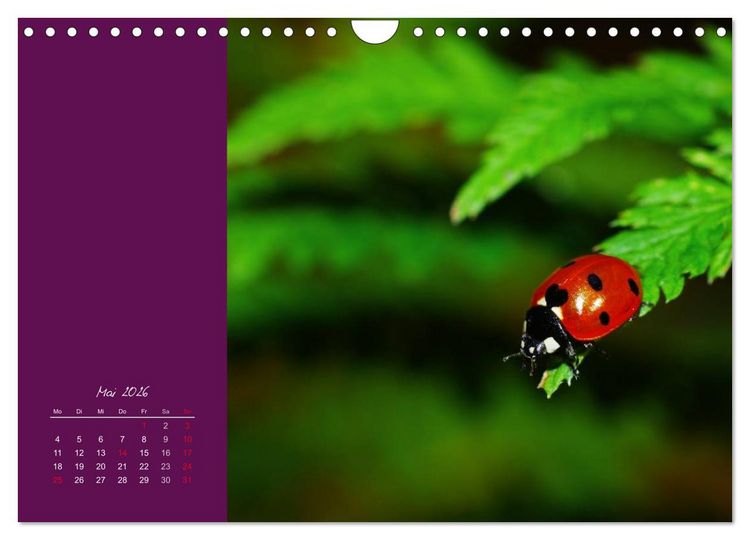 Produktbild: Momente des Gl&uuml;cks (Wandkalender 2026 DIN A4 quer), CALVENDO Monatskalender