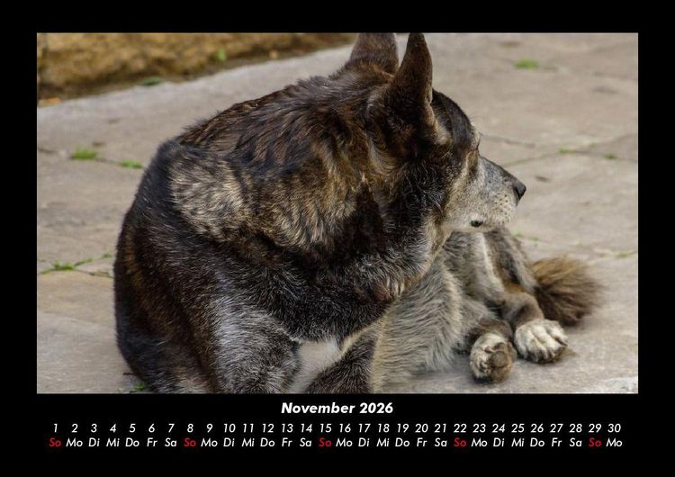 Produktbild: Der Hundekalender 2026 Fotokalender DIN A3