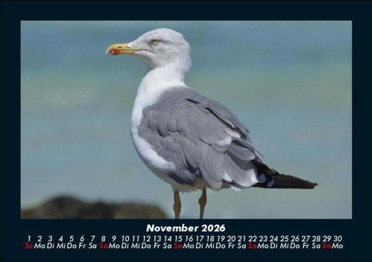 Produktbild: Vogelparadies 2026 Fotokalender DIN A5