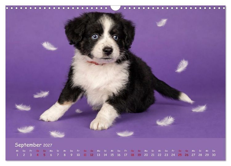 Produktbild: Mini Australian Shepherd, eine ganz besondere Rasse (Wandkalender 2027 DIN A3 quer), CALVENDO Monatskalender