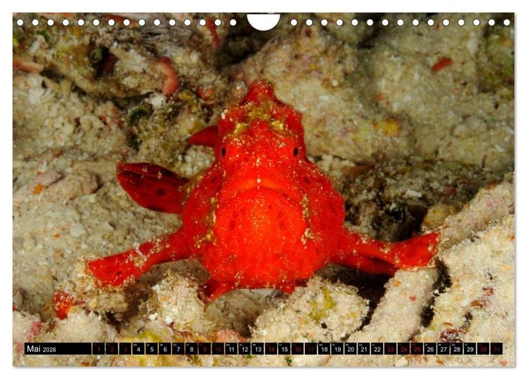 Produktbild: Raja Ampat - Faszinierende Unterwasserwelt (Wandkalender 2026 DIN A4 quer), CALVENDO Monatskalender