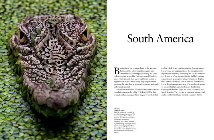 Produktbild: Crocodiles, Alligators & Lizards