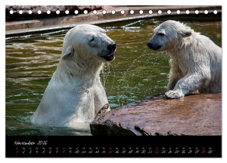 Produktbild: Tiergarten N&uuml;rnberg (Tischkalender 2026 DIN A5 quer), CALVENDO Monatskalender