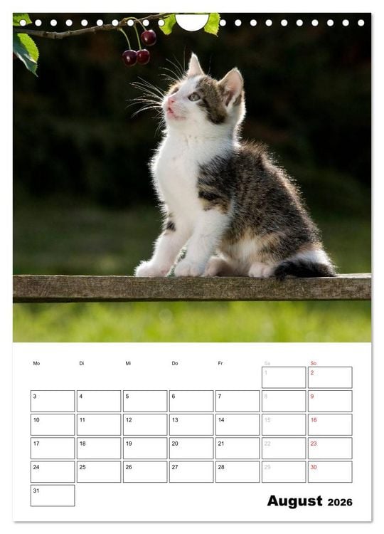 Produktbild: Katzenkinder - Impressionen (Wandkalender 2026 DIN A4 hoch), CALVENDO Monatskalender