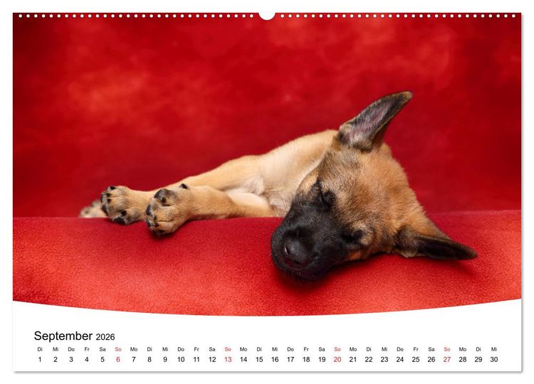Produktbild: S&uuml;&szlig;e Tr&auml;ume 2026 - schlafende Hundewelpen (hochwertiger Premium Wandkalender 2026 DIN A2 quer), Kunstdruck in Hochglanz