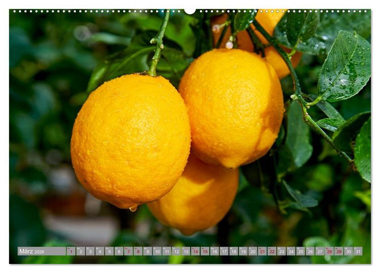 Produktbild: Bio Zitrus Garten (Wandkalender 2026 DIN A2 quer), CALVENDO Monatskalender
