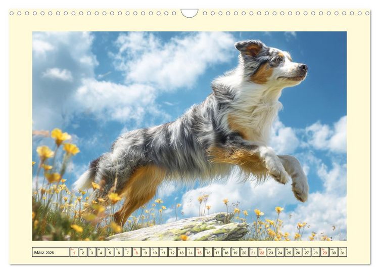 Produktbild: Australian Shepherd. Wanderfreude auf Pfoten im Bergsommer (Wandkalender 2026 DIN A3 quer), CALVENDO Monatskalender