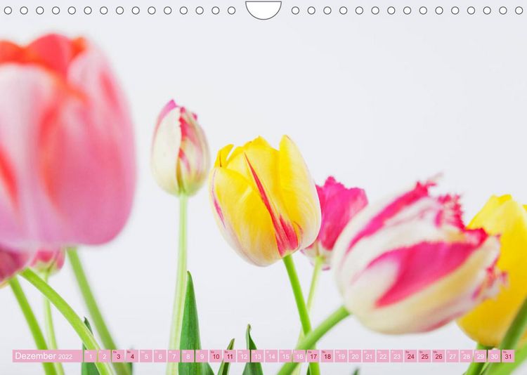 Produktbild: Tulpen f&uuml;r das ganze Jahr (Wandkalender 2022 DIN A4 quer)