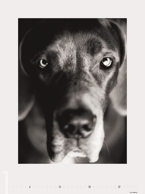 Produktbild: Dogs 2013 - Ruth Marcus