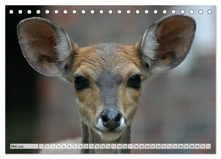 Produktbild: Wildtiere. Heimische Sch&ouml;nheiten (Tischkalender 2026 DIN A5 quer), CALVENDO Monatskalender
