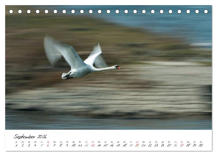 Produktbild: Ein Jahr mit den Schw&auml;nen (Tischkalender 2026 DIN A5 quer), CALVENDO Monatskalender
