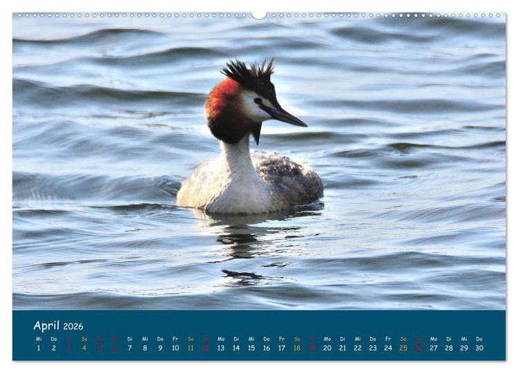 Produktbild: Naturschutzgebiet W&uuml;mme (Wandkalender 2026 DIN A2 quer), CALVENDO Monatskalender