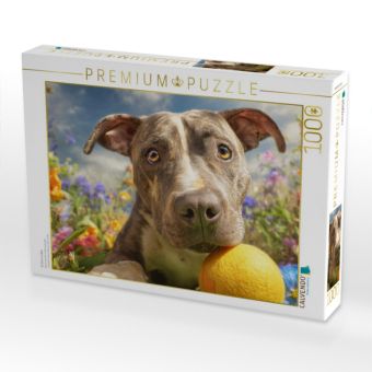 Produktbild: CALVENDO Puzzle Pit Bull mit Ball | 1000 Teile Lege-Gr&ouml;&szlig;e 64x48cm Foto-Puzzle f&uuml;r gl&uuml;ckliche Stunden