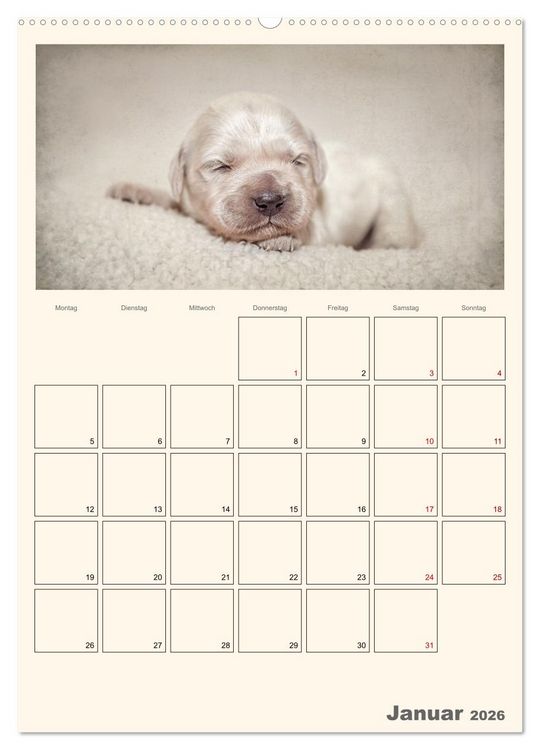 Produktbild: Zauberhafte Golden Retriever (hochwertiger Premium Wandkalender 2026 DIN A2 hoch), Kunstdruck in Hochglanz