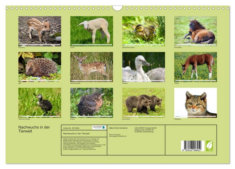 Produktbild: Nachwuchs in der Tierwelt (Wandkalender 2026 DIN A3 quer), CALVENDO Monatskalender