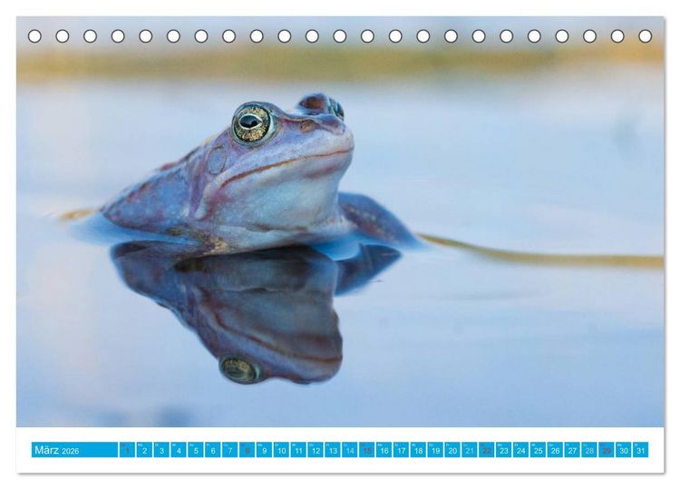 Produktbild: Farbige Fr&ouml;sche (Tischkalender 2026 DIN A5 quer), CALVENDO Monatskalender