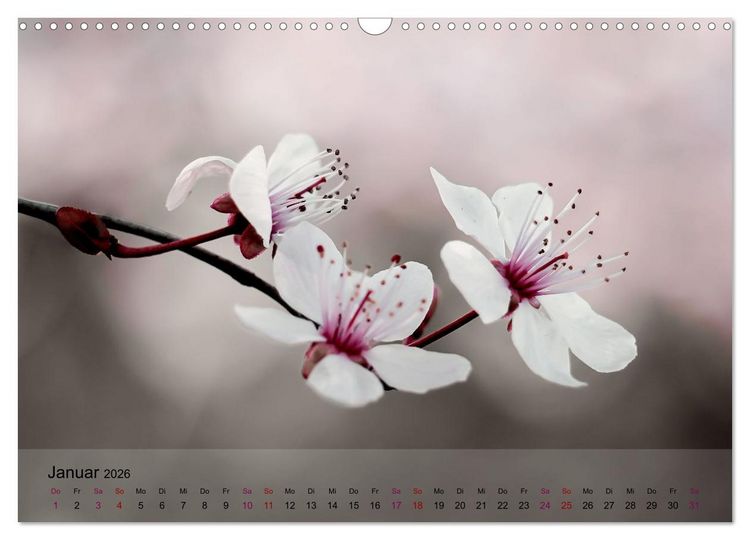 Produktbild: Bl&uuml;tenrausch - Mit Fr&uuml;hlingsgef&uuml;hlen durchs ganze Jahr (Wandkalender 2026 DIN A3 quer), CALVENDO Monatskalender