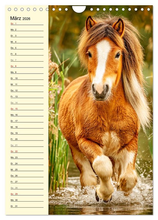 Produktbild: Zauber der Ponys. Kleine Pferde in der Natur (Wandkalender 2026 DIN A4 hoch), CALVENDO Monatskalender