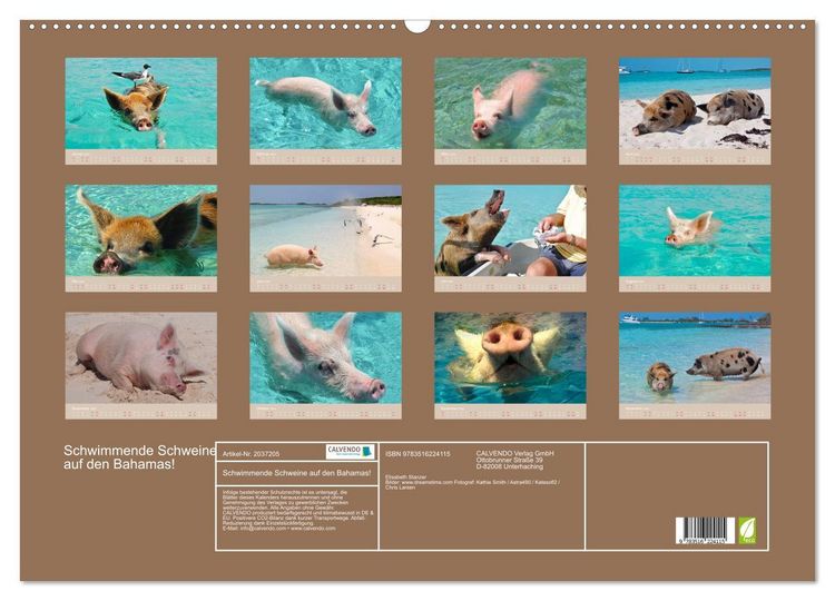 Produktbild: Schwimmende Schweine auf den Bahamas! (Wandkalender 2026 DIN A2 quer), CALVENDO Monatskalender