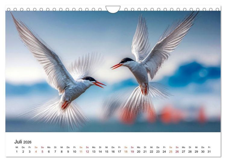 Produktbild: Seeschwalben - Meister der L&uuml;fte (Wandkalender 2026 DIN A4 quer), CALVENDO Monatskalender