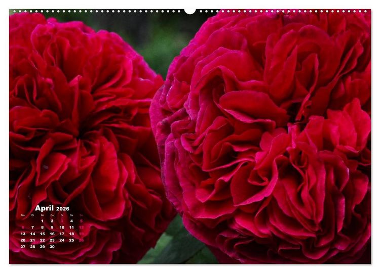 Produktbild: Zauberhafter Rosenreigen (hochwertiger Premium Wandkalender 2026 DIN A2 quer), Kunstdruck in Hochglanz