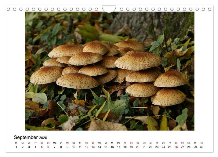Produktbild: Nymphenburger Park (Wandkalender 2026 DIN A4 quer), CALVENDO Monatskalender