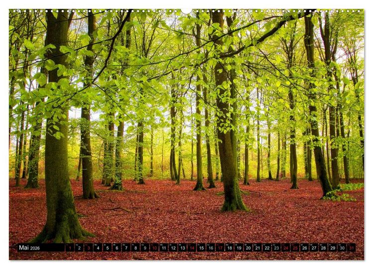 Produktbild: Zauberhafter Sachsenwald (hochwertiger Premium Wandkalender 2026 DIN A2 quer), Kunstdruck in Hochglanz