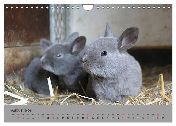 Produktbild: Rex - Kaninchen (Wandkalender 2026 DIN A4 quer), CALVENDO Monatskalender