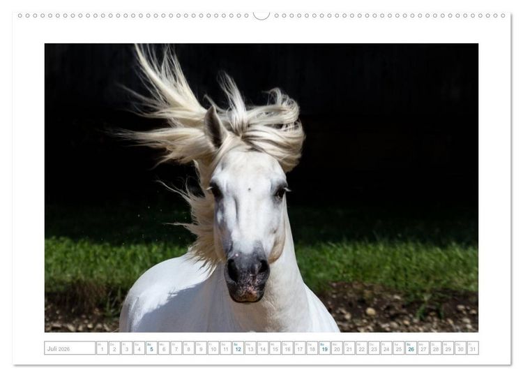 Produktbild: Wei&szlig;e Pferde der Camargue in Bayern (hochwertiger Premium Wandkalender 2026 DIN A2 quer), Kunstdruck in Hochglanz