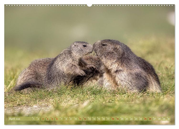 Produktbild: Tiere der Alpen - Murmeltier-Kinder (Wandkalender 2026 DIN A2 quer), CALVENDO Monatskalender