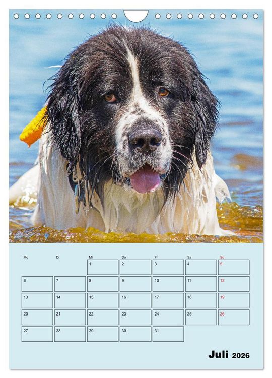 Produktbild: Familienplaner Landseer - Freund und Retter (Wandkalender 2026 DIN A4 hoch), CALVENDO Monatskalender