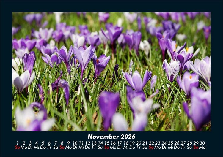 Produktbild: Blumenkalender 2026 Fotokalender DIN A5