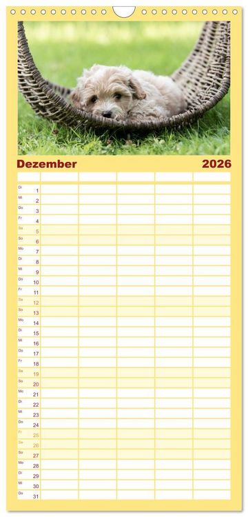 Produktbild: Familienplaner 2026 - Maltipoo Welpen mit 5 Spalten (Wandkalender, 21 x 45 cm) CALVENDO