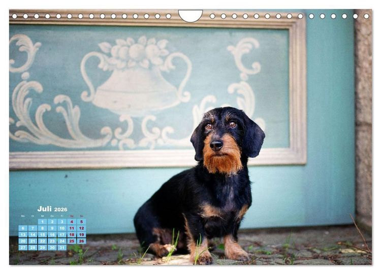 Produktbild: Geliebte Dackel (Wandkalender 2026 DIN A4 quer), CALVENDO Monatskalender