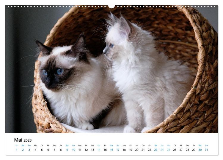 Produktbild: Heilige Birma Kitten - ein Traum auf wei&szlig;en Pf&ouml;tchen (hochwertiger Premium Wandkalender 2026 DIN A2 quer), Kunstdruck in Hochglanz