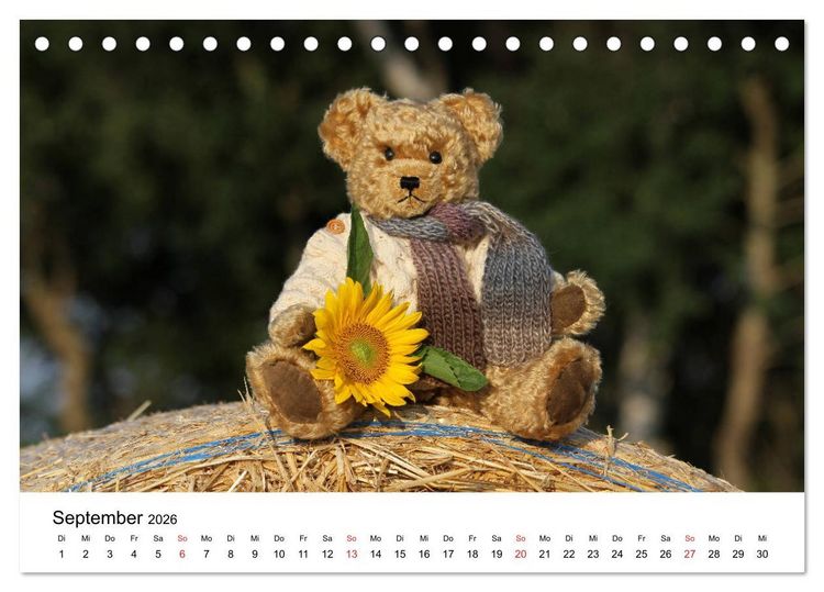 Produktbild: Teddys...jeder liebt sie (Tischkalender 2026 DIN A5 quer), CALVENDO Monatskalender