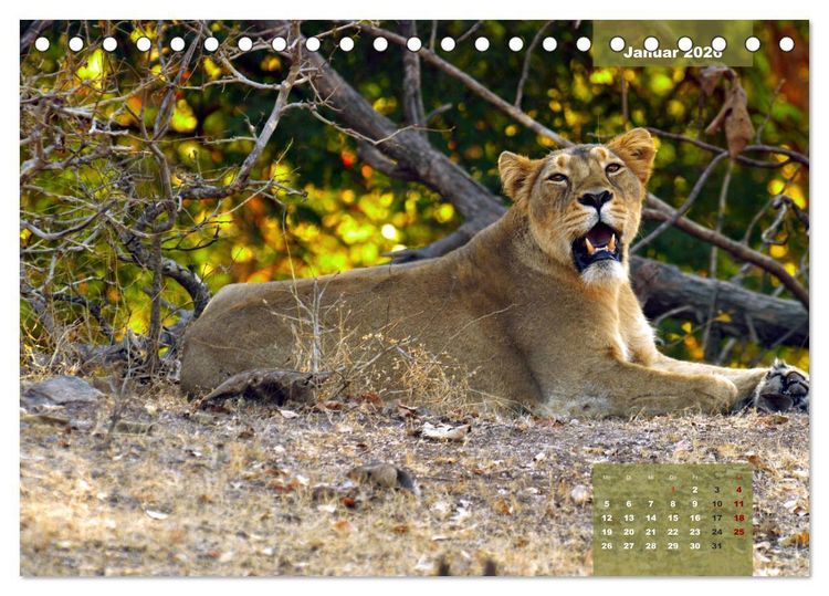 Produktbild: Wilde Tiere Indiens (Tischkalender 2026 DIN A5 quer), CALVENDO Monatskalender