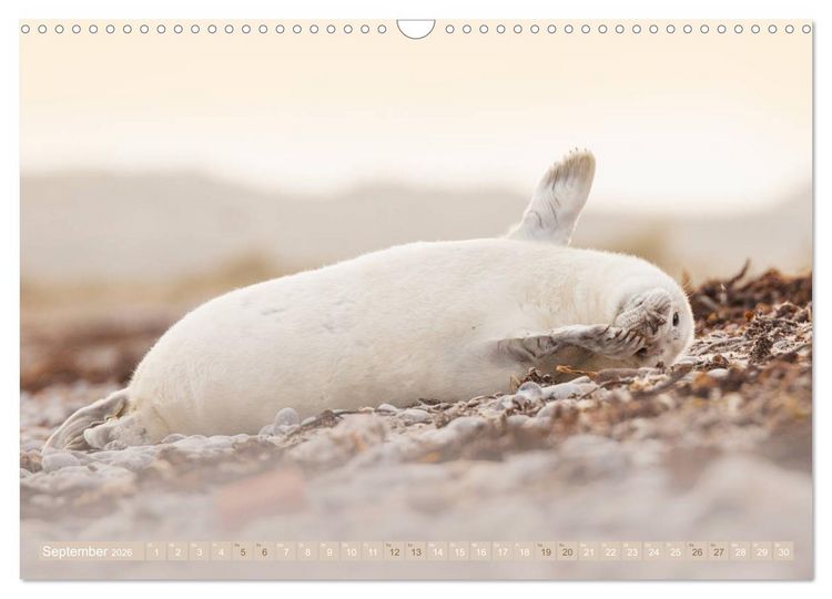 Produktbild: Kegelrobben - Die Kegelrobben von Helgoland (Wandkalender 2026 DIN A3 quer), CALVENDO Monatskalender