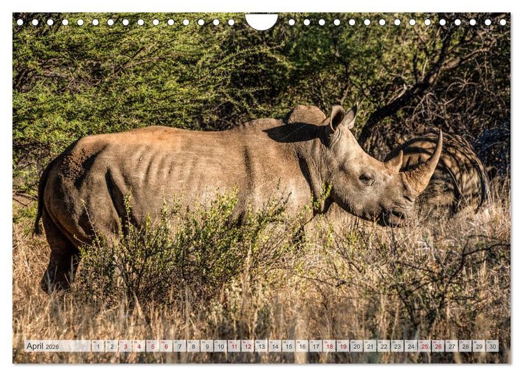 Produktbild: Abenteuerliches Namibia (Wandkalender 2026 DIN A4 quer), CALVENDO Monatskalender