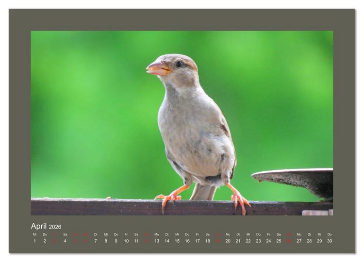 Produktbild: Vogelportr&auml;ts - Heimische V&ouml;gel auf meinem Balkon (Wandkalender 2026 DIN A3 quer), CALVENDO Monatskalender