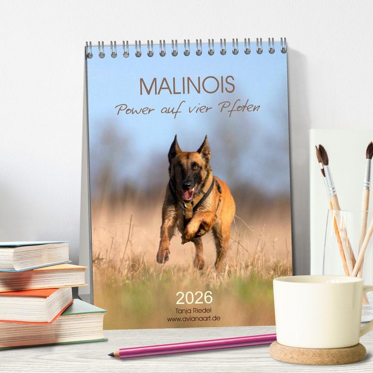 Produktbild: Malinois Power auf vier Pfoten (Tischkalender 2026 DIN A5 hoch), CALVENDO Monatskalender