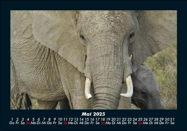 Produktbild: Der Tierkalender 2025 Fotokalender DIN A5