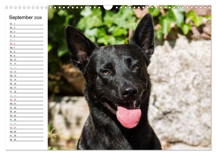 Produktbild: ausdrucksvolle Holl&auml;ndische Sch&auml;ferhunde (Wandkalender 2026 DIN A3 quer), CALVENDO Monatskalender