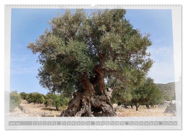 Produktbild: ALTE OLIVENB&Auml;UME Zeugen der Antike (hochwertiger Premium Wandkalender 2027 DIN A2 quer), Kunstdruck in Hochglanz