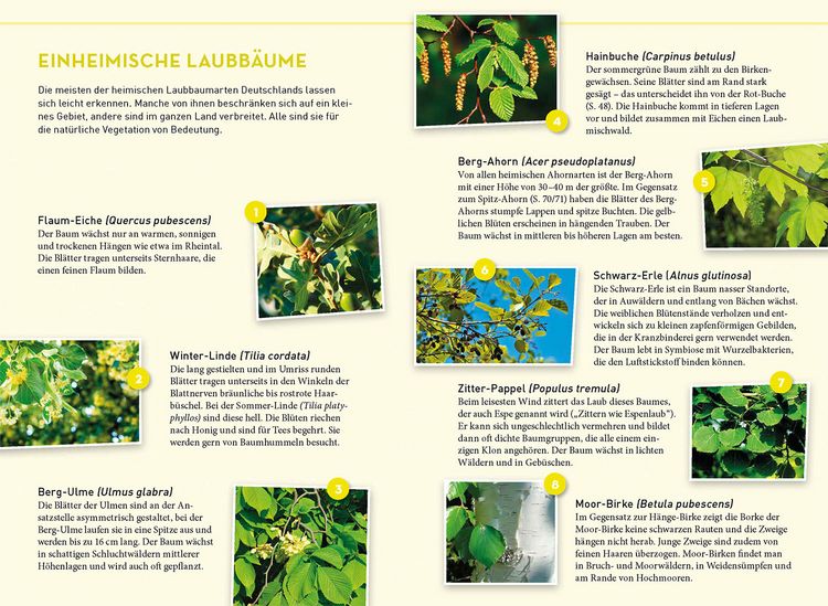 Produktbild: Lieblingsb&auml;ume