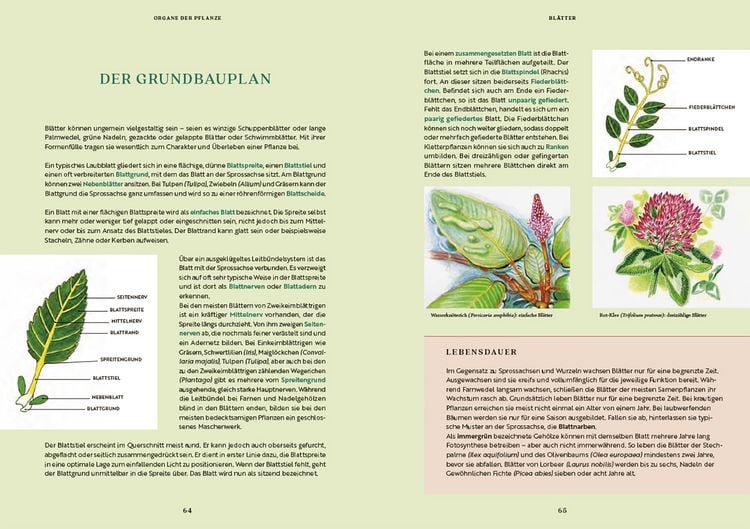 Produktbild: Gartenbotanik