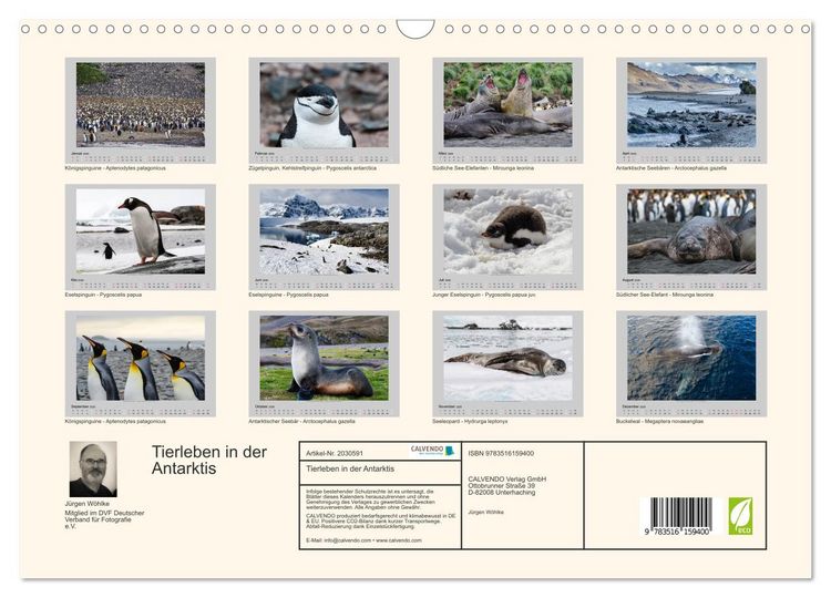 Produktbild: Tierleben in der Antarktis (Wandkalender 2026 DIN A3 quer), CALVENDO Monatskalender